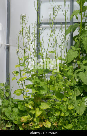 Jack von Hecke, Alliaria, Petiolata, Blüte und seeding Pflanze auf Abfall, Boden, Berkshire, Juni Stockfoto