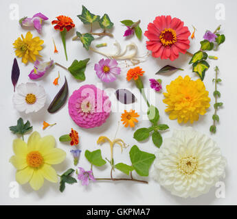 Auswahl an verschiedenen Blumen, Isolated on White Background Stockfoto