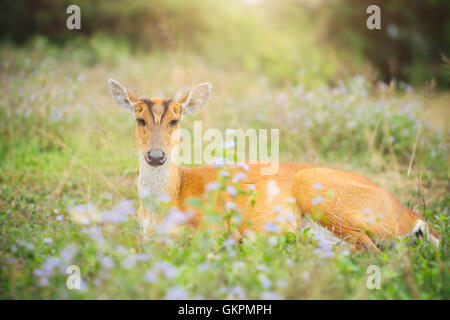 Doe Reh sitzen auf der Wiese in der Natur Stockfoto