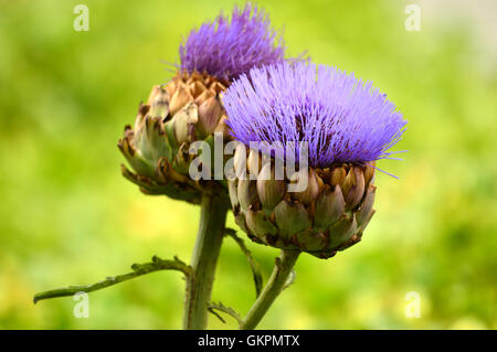 Karde oder Distel Artischocke (Cynara Cardunculus) Herzen dieser Blütenknospe sind noch in Süditalien und Sizilien gegessen. Stockfoto