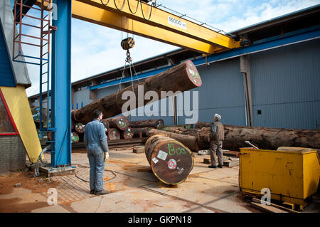 Protokolle werden in einem Sägewerk geschleppt Stockfoto