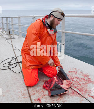Wissenschaftlicher Mitarbeiter schneidet eine Stück Fleisch aus einem Zwergwal, Hrafnreydur KO-100, Walfangschiff, Island Stockfoto