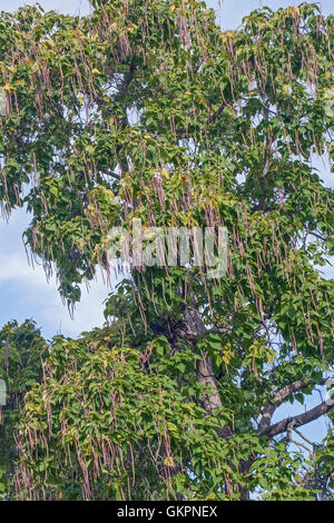 Nördlichen Catalpa Baum mit Früchten Stockfoto