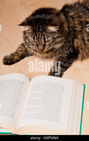 Katze ein Buch lesen Stockfoto