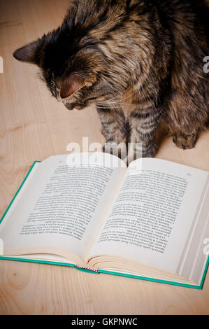 Katze ein Buch lesen Stockfoto