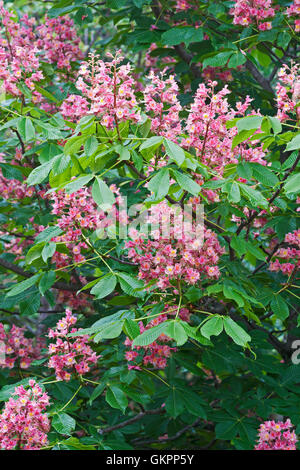 Rote Rosskastanie Blumen Stockfoto