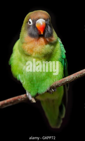 Schwarzen Wangen Lovebird (Agapornis Nigrigenis) Stockfoto