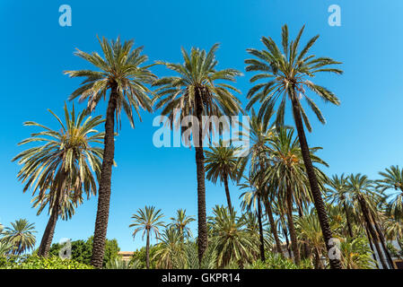 Schöne Palme Baum Wald vor einem blauen Himmel Stockfoto