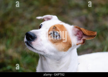 Jack Russell Terrier Hund Gesicht mit Betteln Ausdruck Stockfoto