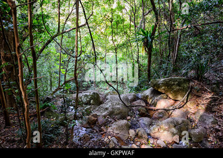 Lianen wachsen in den gemäßigten Minnamurra Rainforest Centre, New South Wales, NSW, Australien Stockfoto