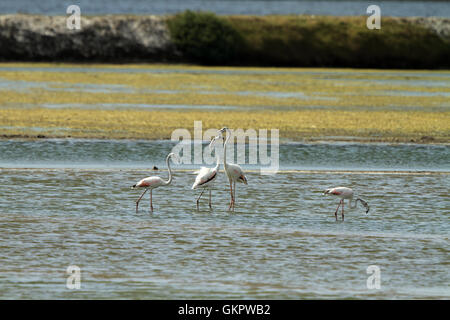 Herde von Flamingos waten im seichten Lagune Wasser Stockfoto