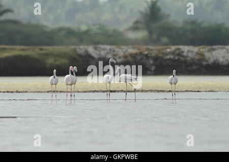 Herde von Flamingos waten im seichten Lagune Wasser Stockfoto