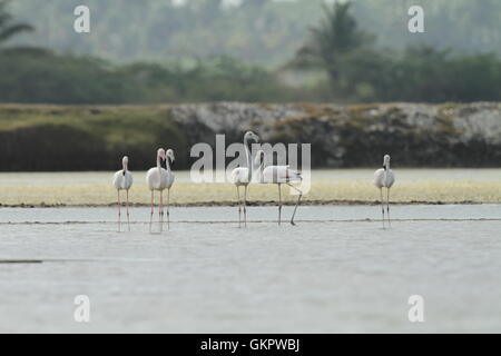 Herde von Flamingos waten im seichten Lagune Wasser Stockfoto