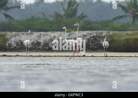 Herde von Flamingos waten im seichten Lagune Wasser Stockfoto