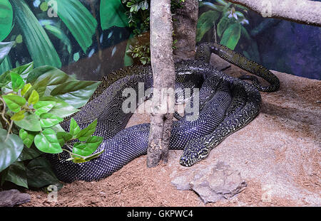 Diamant-Python (Morelia Spilota Spilota), Australien Stockfoto