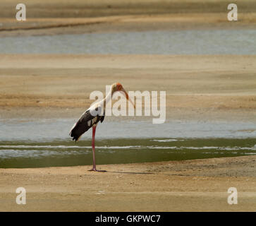 Der bemalte Storch ist ein großer waten Vogel in der Familie Storch. Es ist in den Feuchtgebieten der Ebenen von tropischem Asien gefunden. Stockfoto