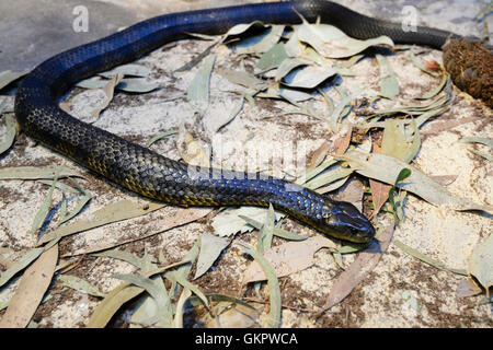 Tiger Snake (Notechis Scutatus), Australien Tiger Schlangen sind eine Art von Giftschlange in südlichen Regionen von Australien gefunden Stockfoto