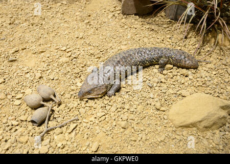 Schindel-Back Skink (Rogner a oder Tiliqua Rugosa), stammt aus Australien Stockfoto