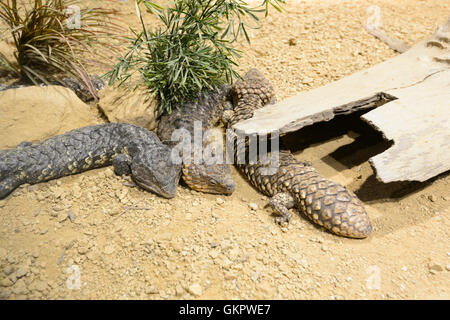 Shingle-Back Skinke (Trachydosaurus rugosus oder Tiliqua rugosa), sind nur in Australien Stockfoto