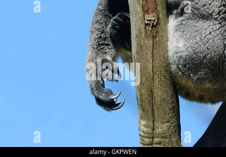 Nahaufnahme der Krallen eines Koala (Phascolarctos cinereus), Australien Stockfoto
