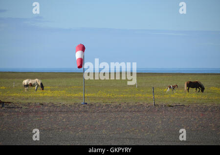 Pferde auf einem Flugplatz im Süden Islands Stockfoto