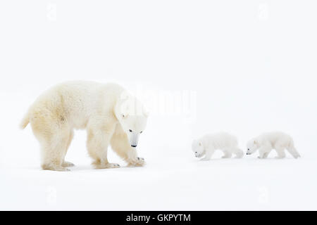 Eisbär-Mutter (Ursus Maritimus) stehend auf Tundra mit zwei neugeborenen Jungen, Wapusk-Nationalpark, Manitoba, Kanada Stockfoto
