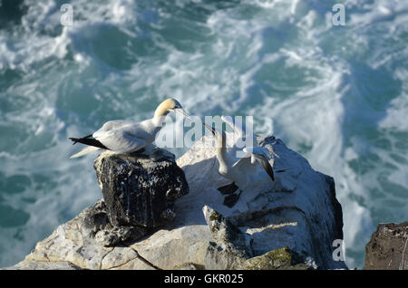 Basstölpel auf Boden in Nordisland Stockfoto