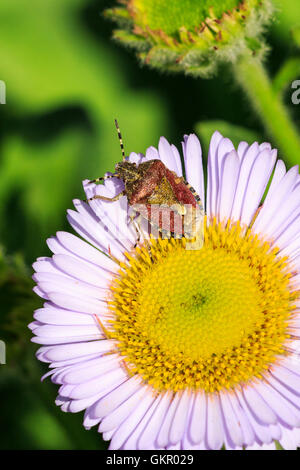 Behaarte Shieldbug (Sloe Bug) Dolycaris Baccarum auf einem Meer Daisy Blume Stockfoto