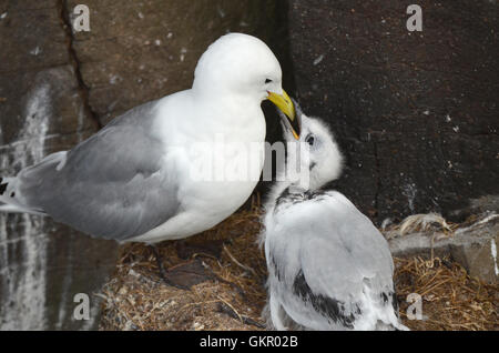 Seagull Nest im Norden Island Stockfoto