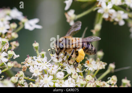 Westlichen Honig Biene Apis Mellifera Erwachsenen auf Stängelpflanzen Blume mit voller Pollen sacs Stockfoto