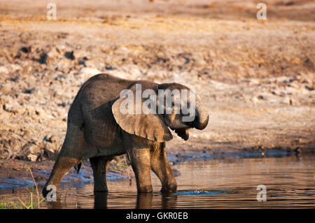 Elefant-Cub-Trinkwasser im Chobe Fluss Chobe Nationalpark in Botswana, Afrika Stockfoto