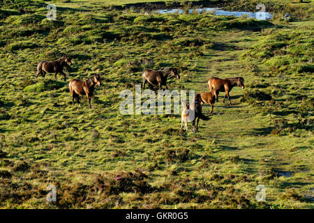 Herde von Dartmoor Ponys rund um den Fuß der HayTor & zwischen Sattel Tor & Holwell Felsen, wilde & kostenlos spielen Stockfoto