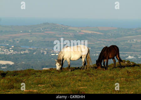 Dartmoor Ponys Weiden auf HayTor Down mit einer fantastischen Aussicht der Lyme Bay im Hintergrund Teil der Jurassic Coast Stockfoto