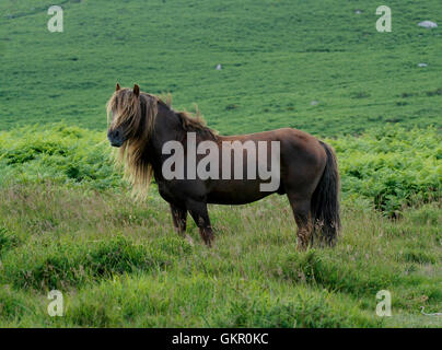 Dartmoor Ponys Roam kostenlos auf Moorland, harte winterhart kleine Pferde, die Leben auf dem Land das ganze Jahr rund um Wild & befreien können Stockfoto