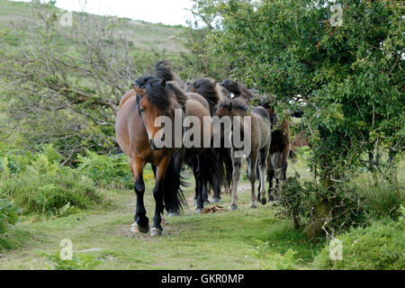 Dartmoor Ponys Roam kostenlos auf Moorland, harte winterhart kleine Pferde, die Leben auf dem Land das ganze Jahr rund um Wild & befreien können Stockfoto