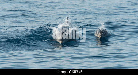 Gemeinsamen Bottlenose Delphin (Tursiops Truncatus) Mutter Schwimmen mit seiner Wade Stockfoto