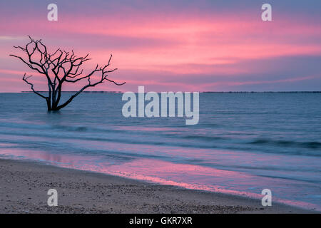 Sunrise, toter Baum im seichten Wasser des Atlantischen Ozeans, Hof, Edisto Island, Botany Bay, South Carolina USA Knochen Stockfoto