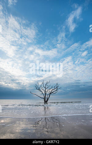 Sunrise, toter Baum im seichten Wasser des Atlantischen Ozeans, Hof, Edisto Island, Botany Bay, South Carolina USA Knochen Stockfoto