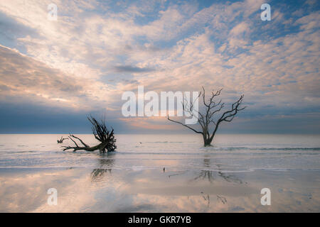 Sunrise, toter Baum im seichten Wasser des Atlantischen Ozeans, Hof, Edisto Island, Botany Bay, South Carolina USA Knochen Stockfoto