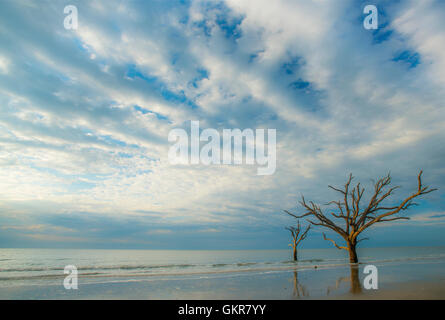 Sunrise, toter Baum im seichten Wasser des Atlantischen Ozeans, Hof, Edisto Island, Botany Bay, South Carolina USA Knochen Stockfoto