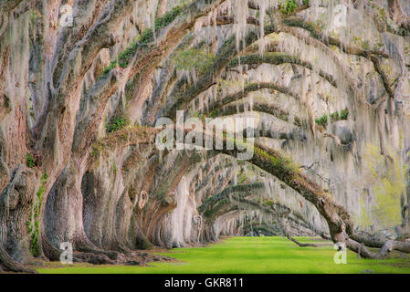 Eichen (Quercus Virginiana) und spanischem Moos (Tilandsia Useneoides), Edisto Island, South Carolina USA Stockfoto