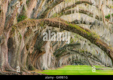 Eichen (Quercus Virginiana) und spanischem Moos (Tilandsia Useneoides), Edisto Island, South Carolina USA Stockfoto