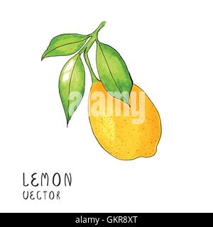 Zitrone-Ast, Aquarell Malerei auf weißem Hintergrund, Vektor-illustration Stock Vektor