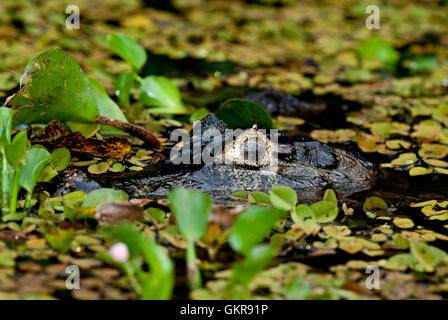 Close-up Schuss in den Kopf von einem Yacare Kaiman (Caiman Yacare) in einem Teich im Pantanal, Brasilien Stockfoto