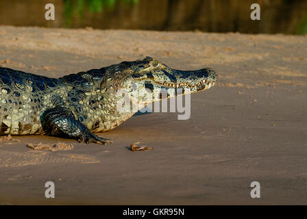 Yacare Kaimane (Caiman yacare) auf einer Sandbank im Pantanal, Brasilien Stockfoto