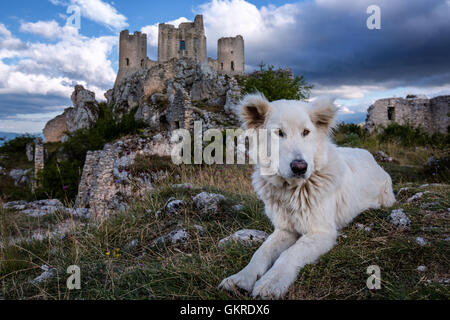 Ein Maremma Schäferhund vor Rocca Calascio, Gran Sasso, Abruzzen, Italien Stockfoto