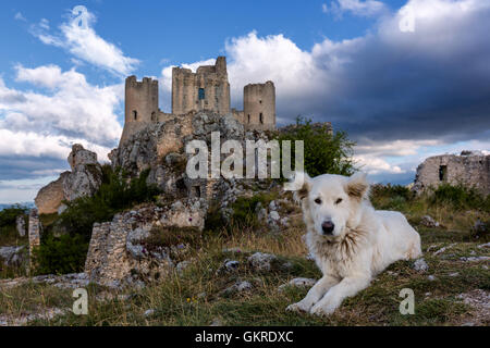 Ein Maremma Schäferhund vor Rocca Calascio, Gran Sasso, Abruzzen, Italien Stockfoto