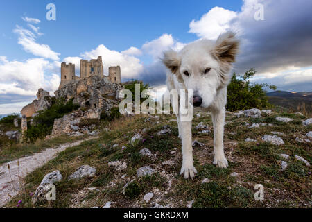 Ein Maremma Schäferhund vor Rocca Calascio, Gran Sasso, Abruzzen, Italien Stockfoto