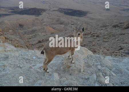 En Avdat Nationalpark, Israel Stockfoto