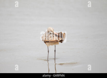 Marmorierte Godwit Preening Stockfoto